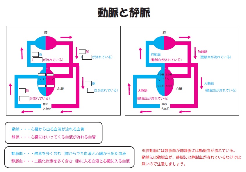 中学理科 動脈と静脈 ブリッジぷりんと
