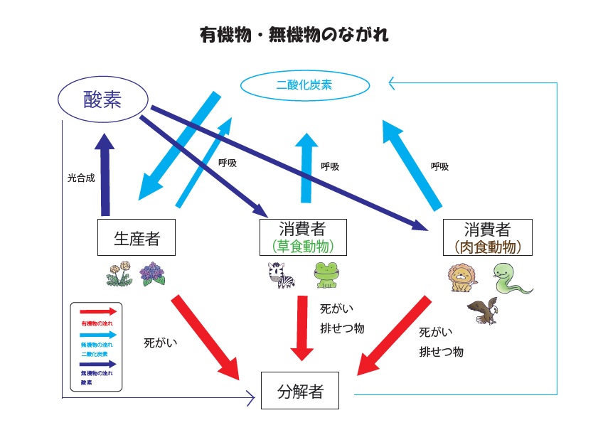 中3理科 生産者 消費者 分解者 ブリッジぷりんと