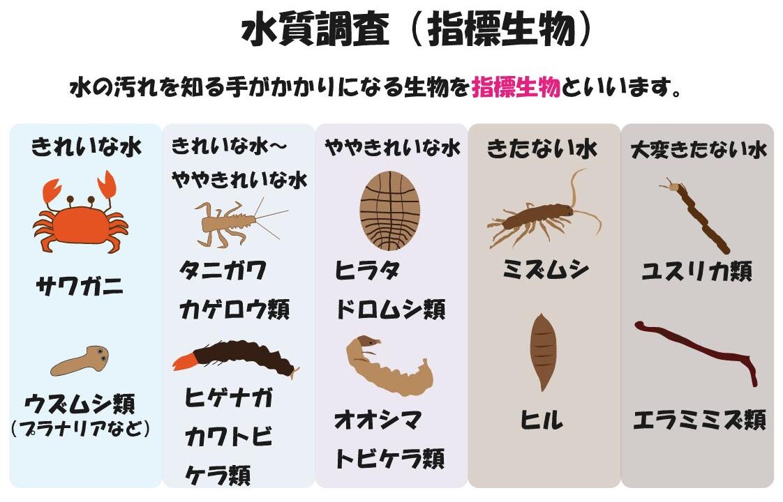 水質調査(指標生物) – ブリッジぷりんと