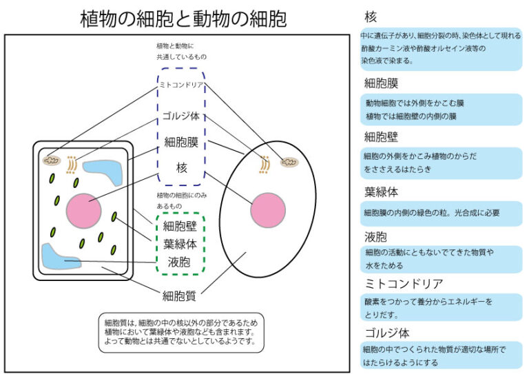 植物の細胞と動物の細胞 – ブリッジぷりんと