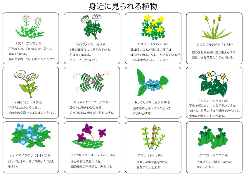 オオイヌノフグリ＊ナズナ＊キュウリグサ＊シジミチョウ♡植物画 