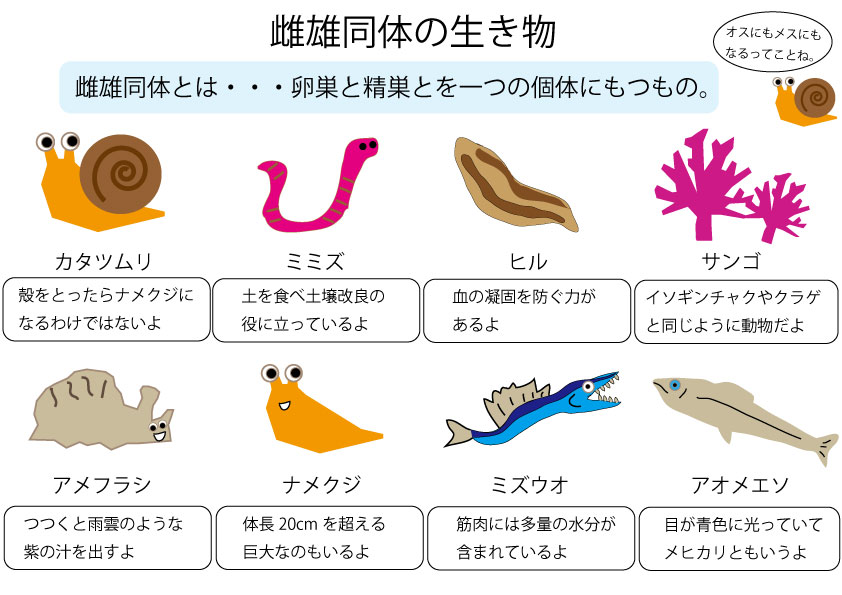 雌雄同体の生き物 – ブリッジぷりんと